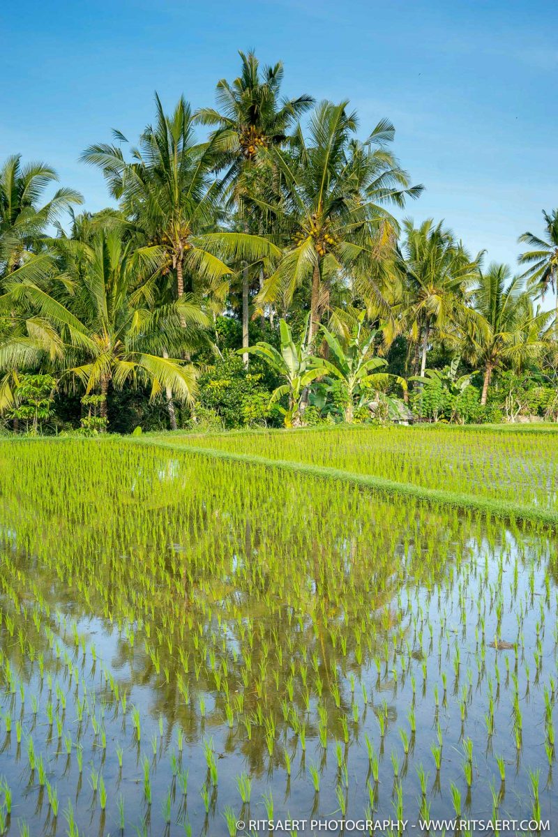 Growing the rice - Bali - Indonesia