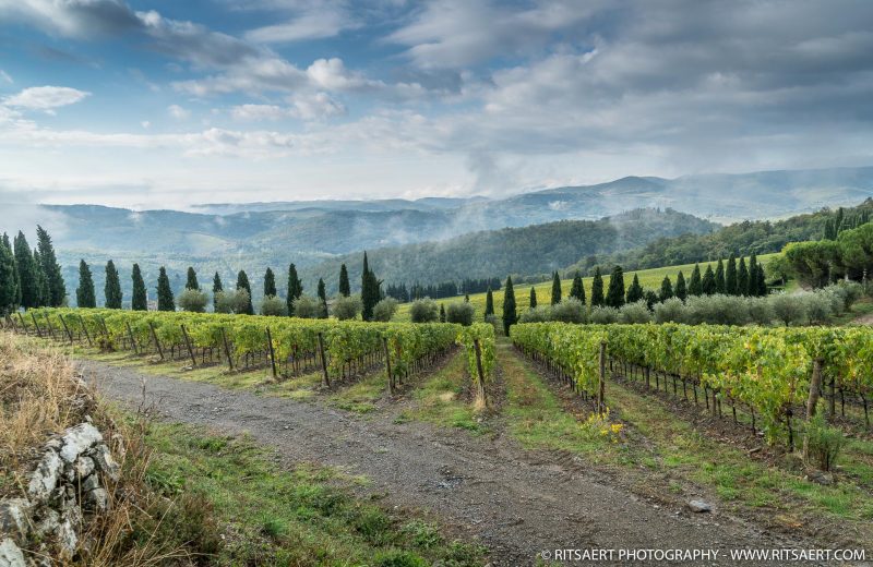 Wine fields in Tuscany - Italy